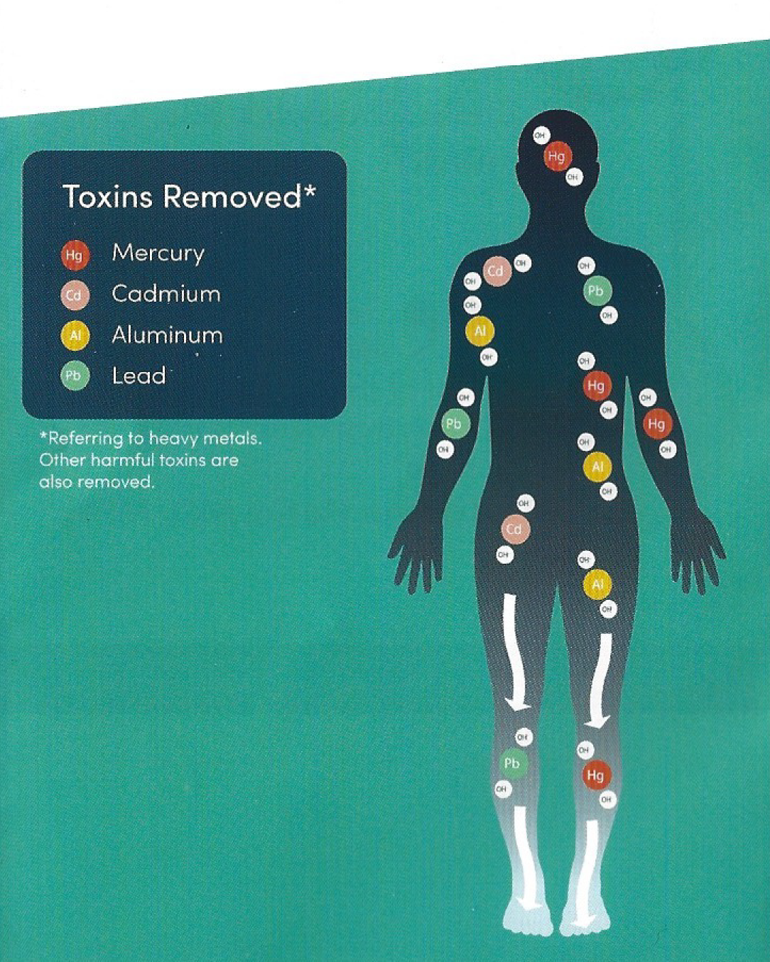 Toxins in the body